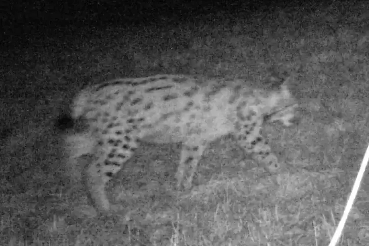 Luchs in der Fotofalle bei Walschbronn nahe Bottenbach.