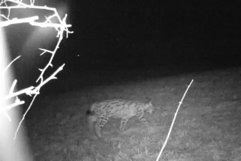 In den Vogesen gesichtet: Luchs-Männchen „Palu“. Foto:LBM/Öko-Log Freilandforsschung/frei 