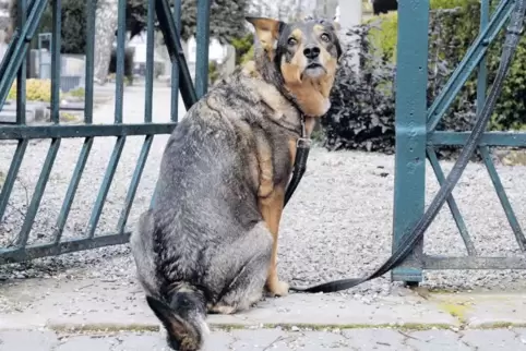 Hunde haben hier nichts zu suchen: In Gönnheim hat es auf dem Friedhof aber Probleme mit Hundekot gegeben. An den Zugängen solle
