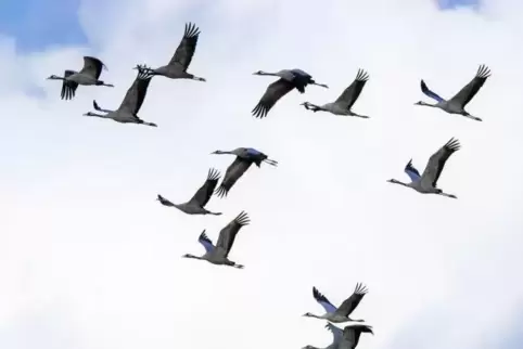 Haben sich diesmal wohl für eine andere Route entschieden: Über den Donnersbergkreis sind weniger Kraniche als in den Jahren zuv