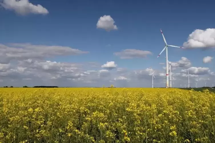 Blühende Landschaften: Die Firma Neptune Energy will auf dem Feld zwischen Offenbach und Herxheim nach Öl suchen.  Foto: Iversen