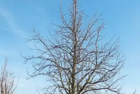 Einer der Bäume, die geschnitten werden sollen.