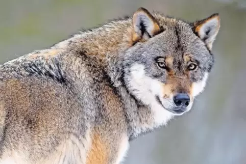 Um ihn geht es: ein Vertreter der Gattung Canis lupus.