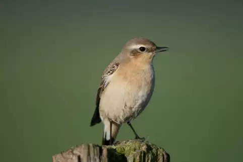 Kommt Ende März: der Steinschmätzer.   Foto: NABU/Hartmut Mletzko