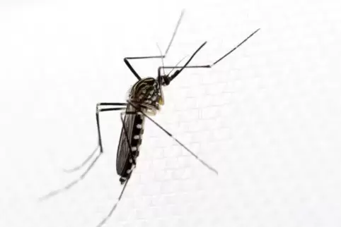  Ein Exemplar der Mückenart «Aedes koreicus». Das Tier gilt als potenzieller Überträger von Krankheiten wie der Japanischen Enze