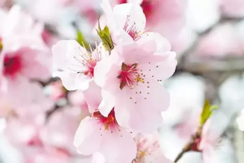 Löst einen regelrechten Hype im Tourismus aus: die Mandelblüte.
