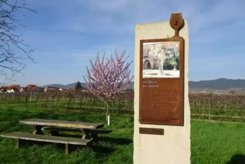 Zwölf Stelen mit Texten zum Nachdenken stehen entlang des „Biblischen Weinpfades“. Foto: Erasmy/i-Punkt Kirrweiler