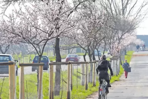 Mehr Licht: Wachenheimer Bürger wünschen sich eine Beleuchtung des Radweges nach Bad Dürkheim. Nach Einschätzung der Verwaltung 
