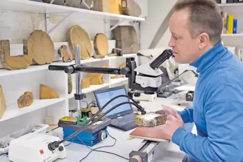 Holz mit der Rasierklinge anritzen und anleuchten: Dendrochronologe Thorsten Westphal kann loslegen.