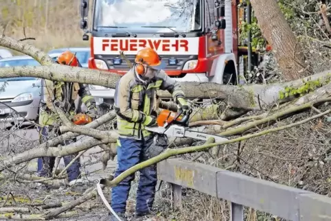 Im Meisterwasental in Seebach stürzte ein Baum um.