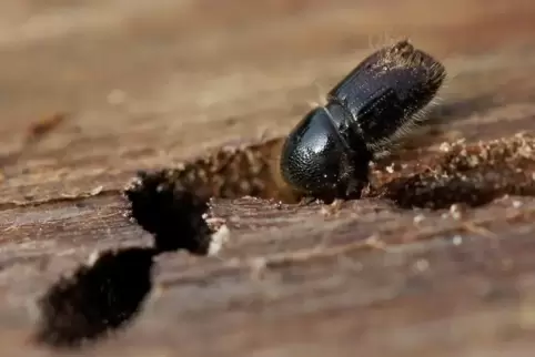 Borkenkäfermännchen paaren sich mit den Weibchen unter der Rinde in der „Rammelkammer“.  Foto: dpa