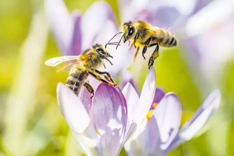 Auf blühenden Blumen tummeln sich Bienen. Bei den Nürtinger Stadtwerken können die Kunden einen Cent zum Strom zahlen, damit sol