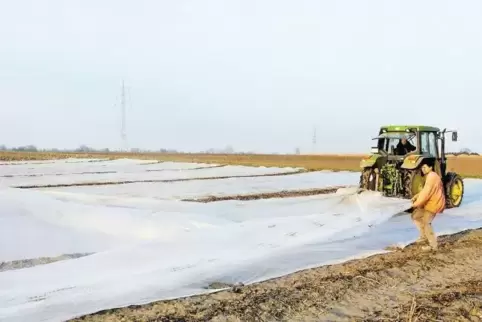 Auflegen oder einrollen, das ist hier die Frage. Landwirte müssen derzeit abwägen. Ist der Schaden größer, weil Folien wegfliege