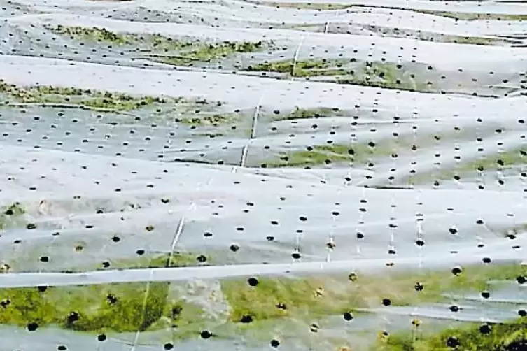 Gut verpackt: Folienschutz l&auml;sst Kulturen auf dem Feld schneller reifen.