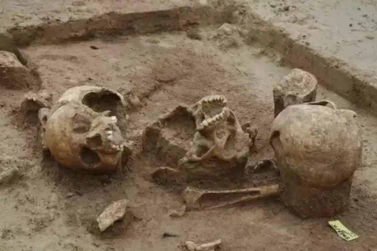 Kalotten und zertrümmerte Knochen haben die Jungsteinzeitleute im südpfälzischen Herxheim haufenweise in die vier Meter tiefen G