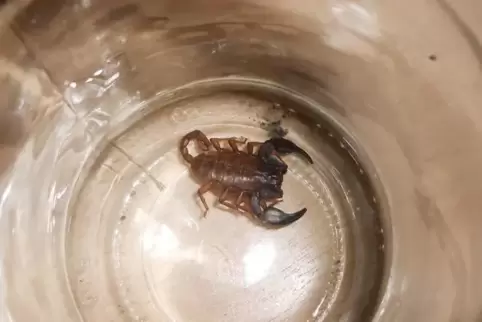 Bei Reisenden, die ihre Heimat besuchen, kommen Skorpione schonmal mit. Viele Arten - wie dieser Schwarze Skorpion - sind eher h