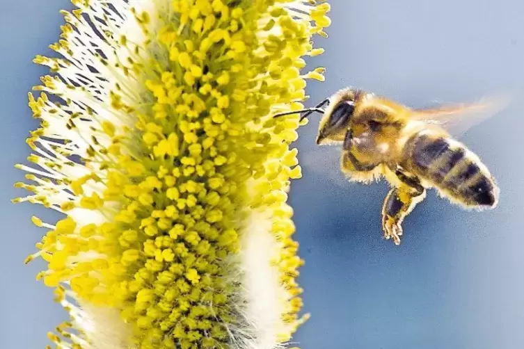 Im Anflug: Bienen werden schon früh im Jahr von Weidenkätzchen angelockt.