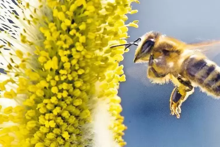 Im Anflug: Bienen werden schon früh im Jahr von Weidenkätzchen angelockt.