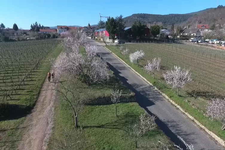 fruehling_priebe1.jpg