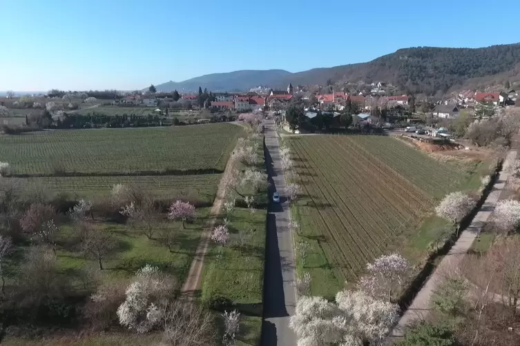 fruehling_priebe2.jpg