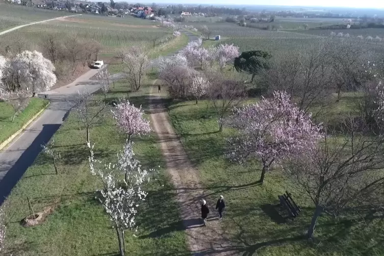 fruehling_priebe3.jpg