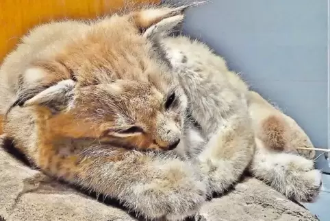 Der Luchs: Die Pinselohren sind sein besonderes Merkmal.