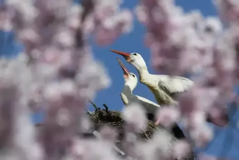 Störche und blühende Mandelbäume zeugen eindeutig davon: Der Frühling ist da. Foto: dpa 