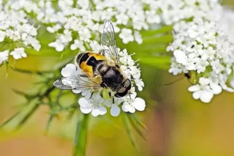Insel der Bienenseligkeit: Aufnahme aus dem Hack-Garten.