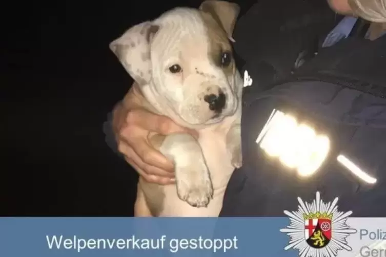 Zeugen wiesen die Polizei auf einen Welpenverkäufer hin. Dieser soll einen sieben Wochen alten Hund illegal nach Deutschland ein