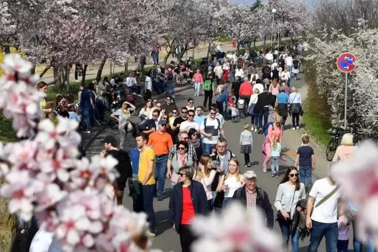 Auch am Sonntag werden zahlreiche Besucher beim Mandelblütenfest erwartet.  Foto: Mehn