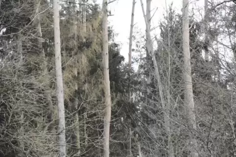 Auch in der Umgebung von Dahn gibt es sichtbare Schäden durch Börkenkäfer, erkennbar an den Stellen mit fehlender Rinde. Die mei