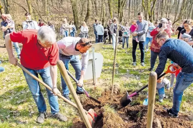 Erde raus, Baum rein: (von links) Horst Bonhagen, Max Akamphuber, der kleine Jay und Walter Kirsch setzen die S&uuml;&szlig;kirsche f&uuml;r die