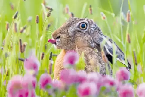 Schon im Anmarsch: „Osterhase“ in der Wiese – ein „Schuss“ von Naturfotograf Roland Günter.