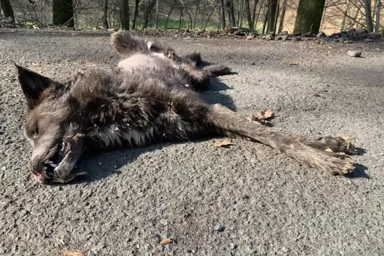 Einer der toten Hunde Foto: Polizei