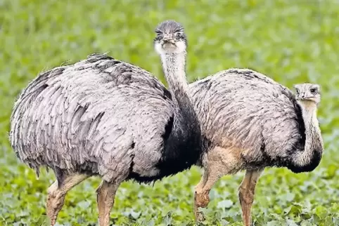 Die Vögel stammen von Nandus ab, die vor zwei Jahrzehnten aus einem Gehege bei Lübeck ausgebrochen sind.