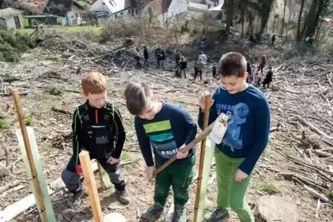 Ihr Wald soll auch den Klimaveränderungen der Zukunft trotzen: Quinten Frey, Finn Glück und Philip Lukas (von links). Foto: Saye