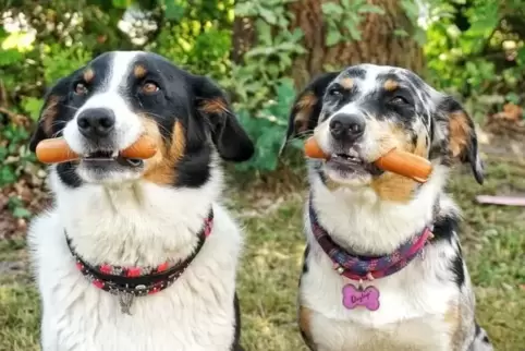Die Messe „Mein Hund“ in Idar-Oberstein findet am 6. und 7. April statt.  Foto: Lutz Insel/Frei