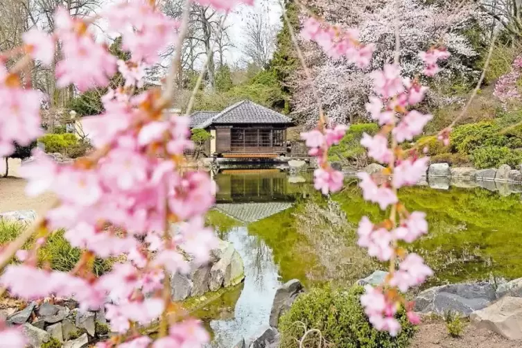 Mit einer Zick-Zack-Brücke soll der große Teich im Japanischen Garten überquerbar – und erlebbar – gemacht werden.