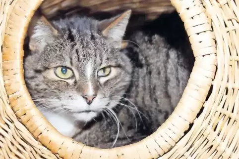 Für die Katz ist das Vorhaben Bürgerbus nicht. Das zeigt das rege Interesse an dem Projekt. Allerdings werden Katzen und andere 