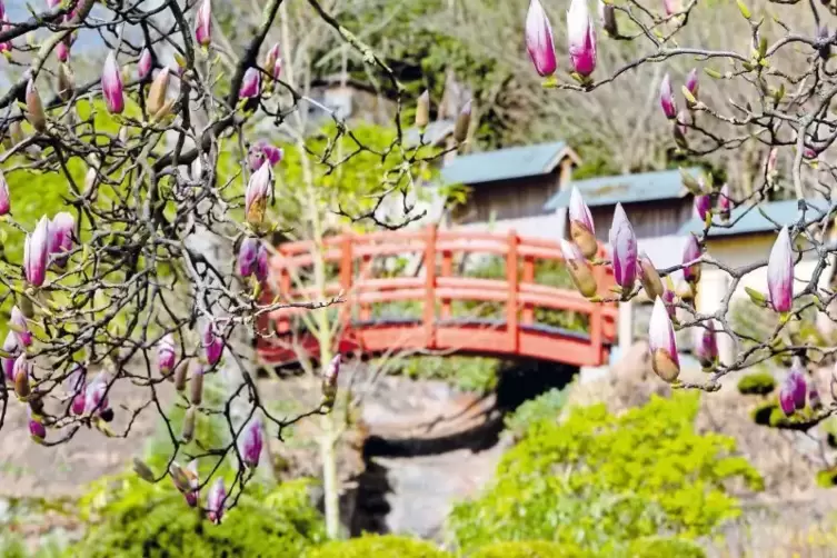 Mit den Blüten wächst im Japanischen Garten die Vorfreude auf die neue Saison. Am Samstag geht’s los – und die Chancen stehen gu