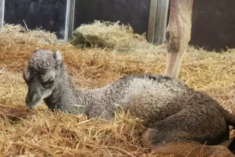 Zarif kurz nach der Geburt. Foto: Zoo Landau