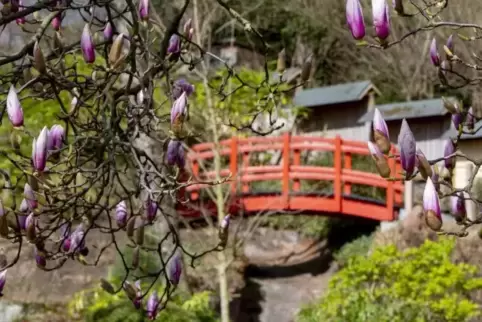 Mit den Blüten wächst im Japanischen Garten die Vorfreude auf die neue Saison. Morgen geht’s los – und die Chancen stehen gut, d