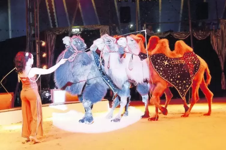 Gestern im Circus Gebrüder Barelli: Ann-Katrin Bossert mit ihrer Kamel-Dressur.