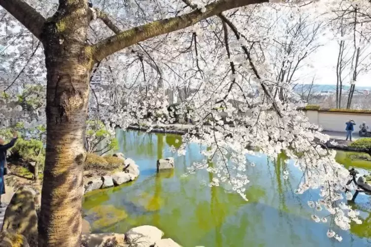 Smartphones hoch: Die Blütenpracht im Japanischen Garten ist ein beliebtes Fotomotiv. Bleibt das Wetter gut, lassen sich auch am