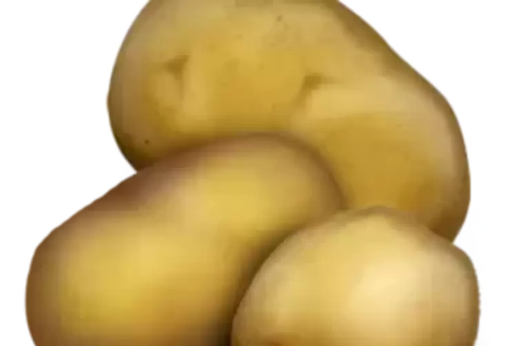 Grumbeer_web.png