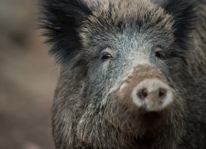 Wildschwein.jpg