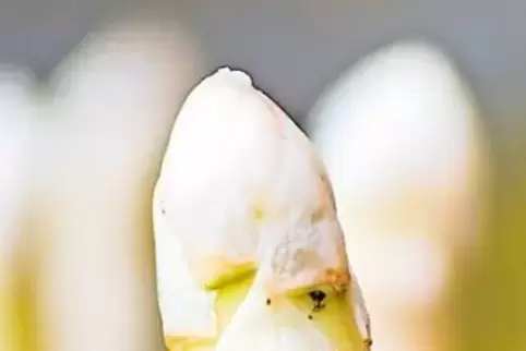 Verkauft schon seit zwei Wochen Spargel im Hofladen in Mutterstadt: Landwirt Hartmut Magin, der auch schon mit der Grünspargel-E