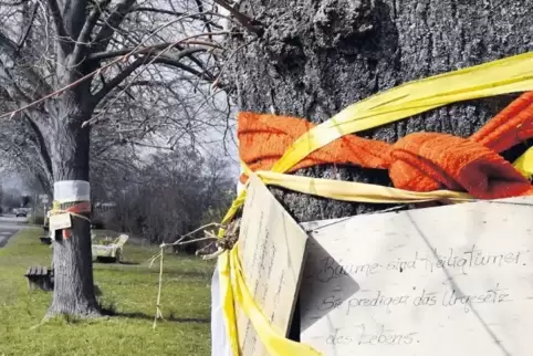 Der Streit um die Linden am Jahnplatz hält an.