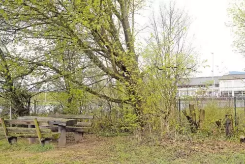 Das Gelände am Sportplatz wurde behutsam auf Vordermann gebracht.