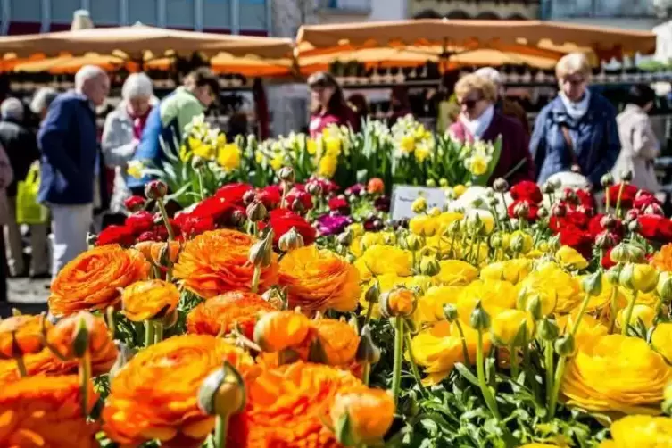 Gartenbaubetriebe bringen die Wormser Innenstadt zum Blühen.  Foto: Stadt Worms/frei